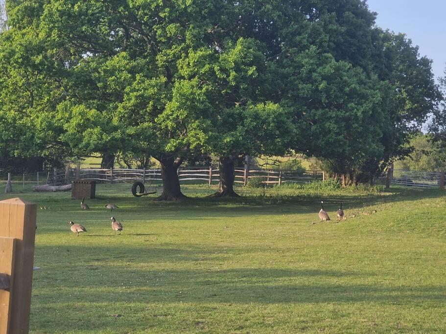 Country Retreat Near Sea And South Downs, On National Cycle Network Polegate Exterior foto